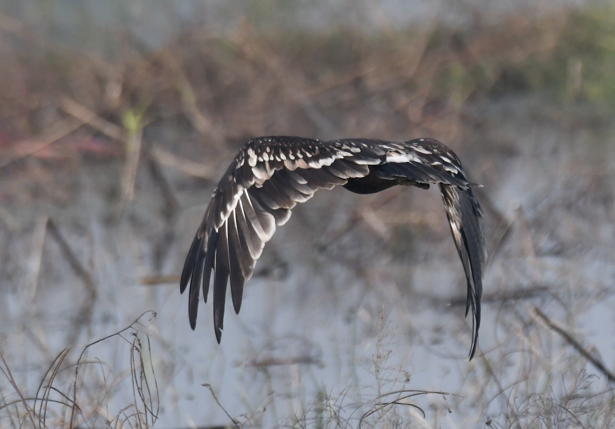 カラフトワシ - ML646293508