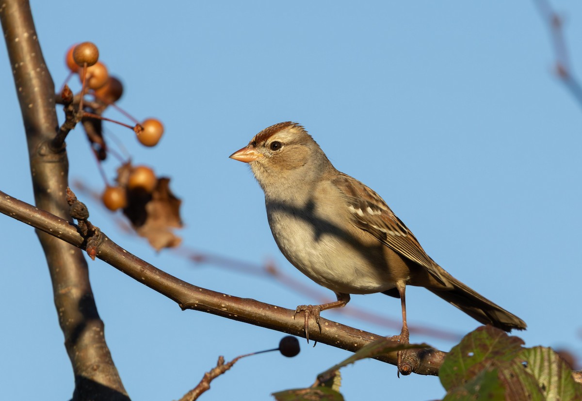 ミヤマシトド - ML646293509
