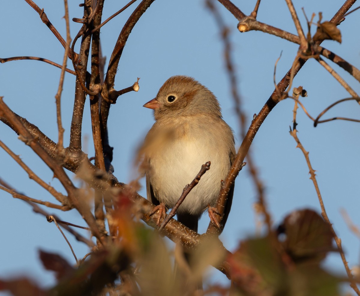 ヒメドリ - ML646293510