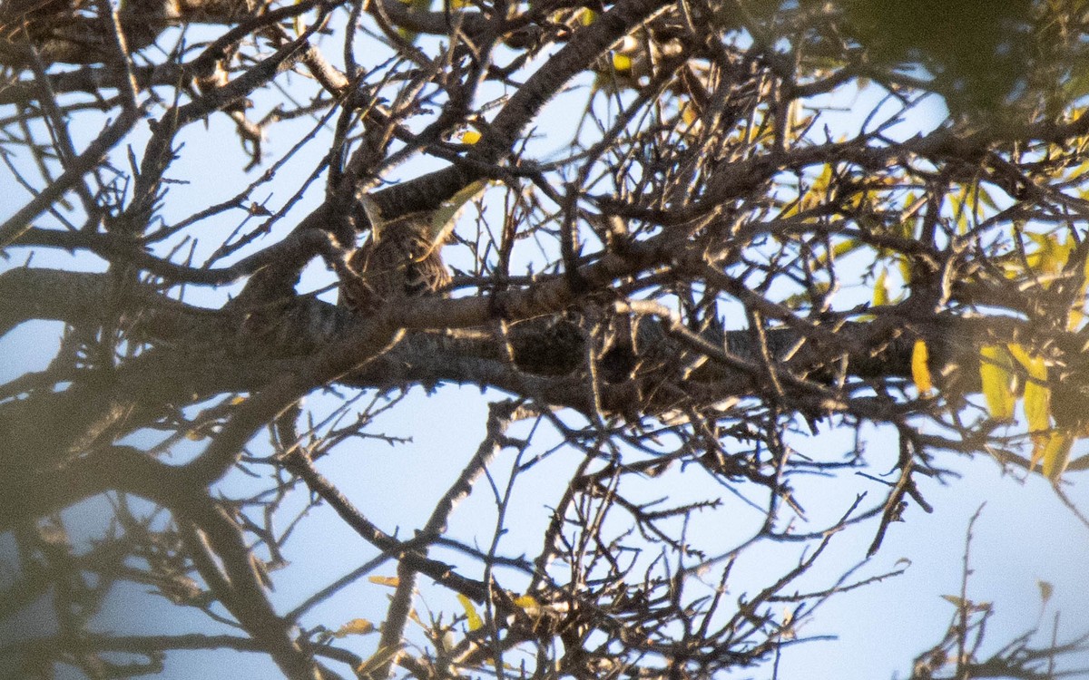 ハタホオジロ - ML646293511