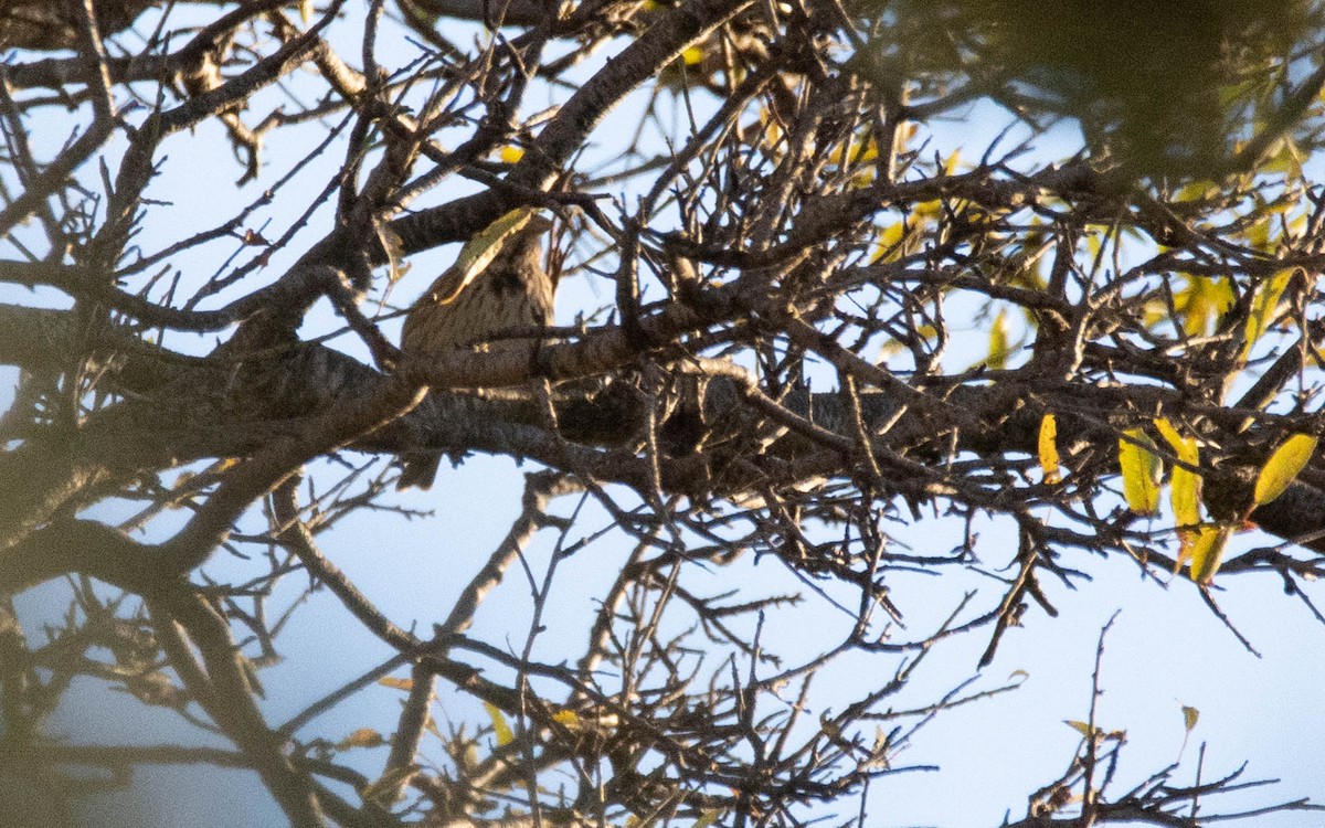 ハタホオジロ - ML646293512