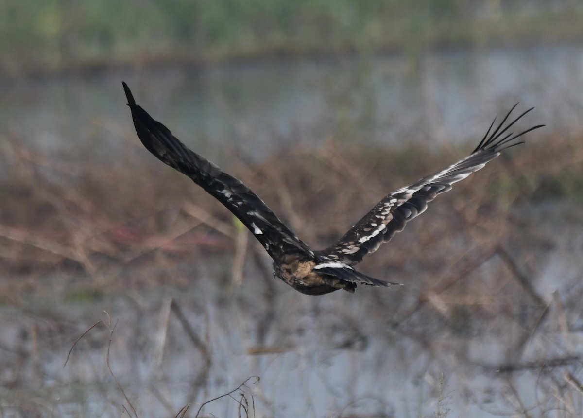 カラフトワシ - ML646293513