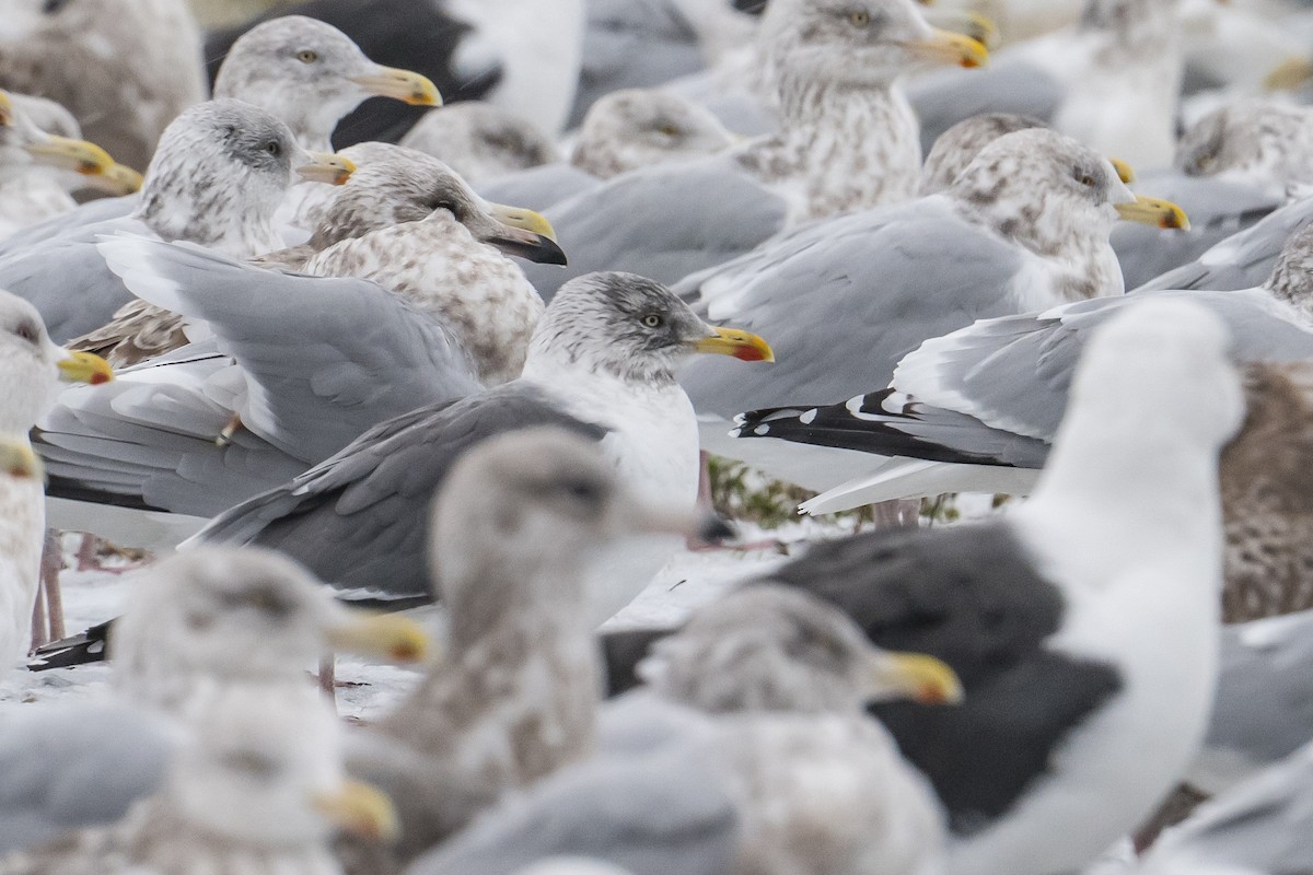 ニシセグロカモメ - ML646293514