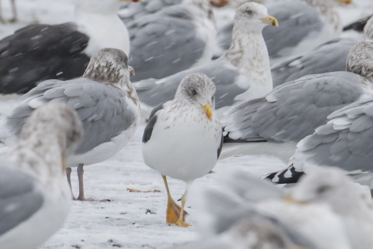 ニシセグロカモメ - ML646293515