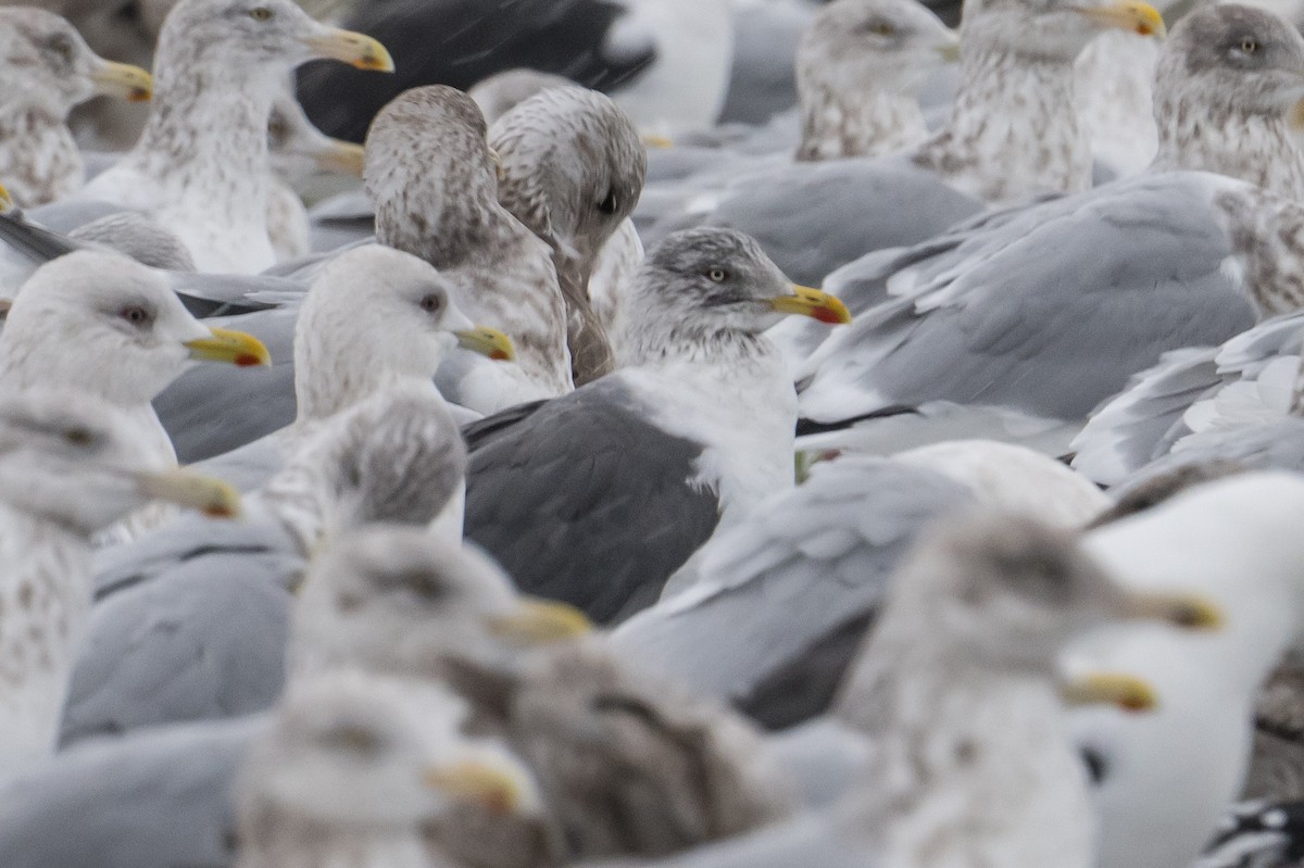 ニシセグロカモメ - ML646293516