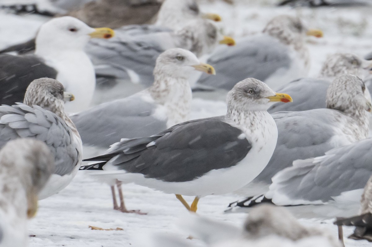 ニシセグロカモメ - ML646293517