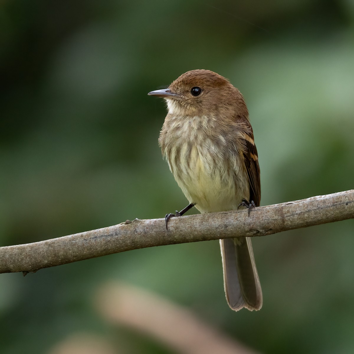 フタスジハエトリ - ML646293518