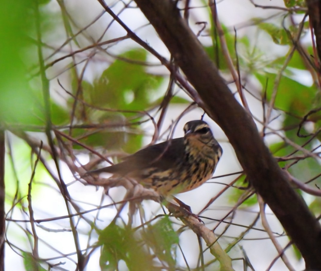 キタミズツグミ - ML646293519