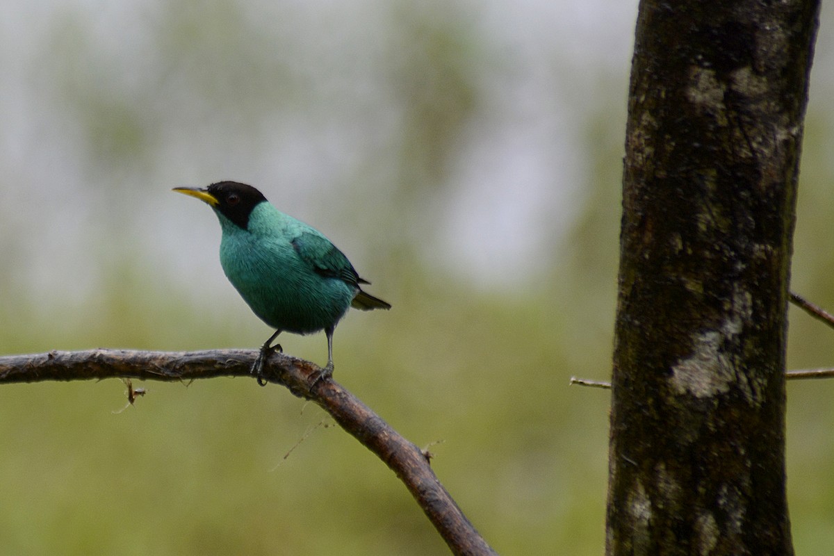 ズグロミツドリ - ML646293521