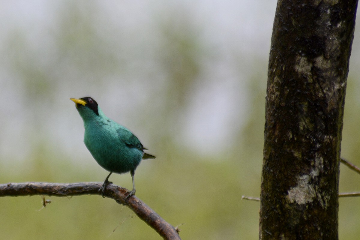 ズグロミツドリ - ML646293522