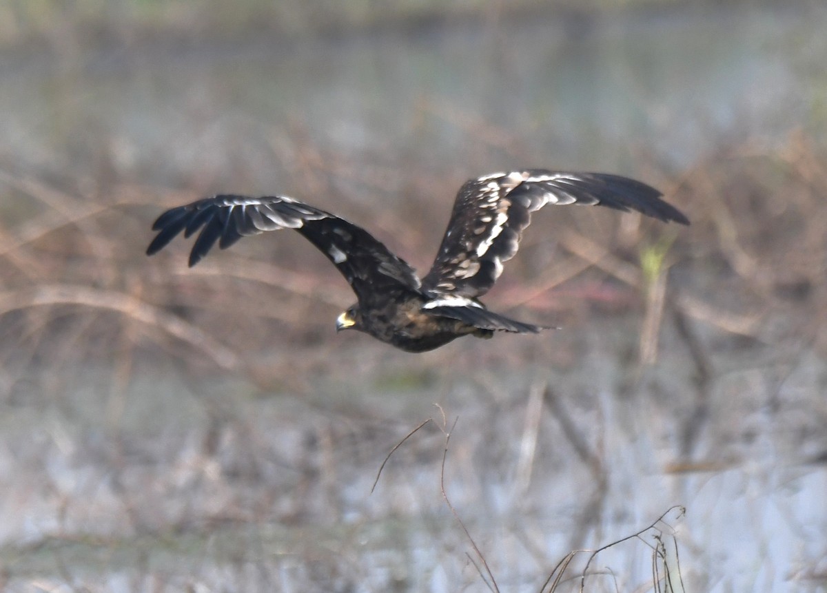 カラフトワシ - ML646293523