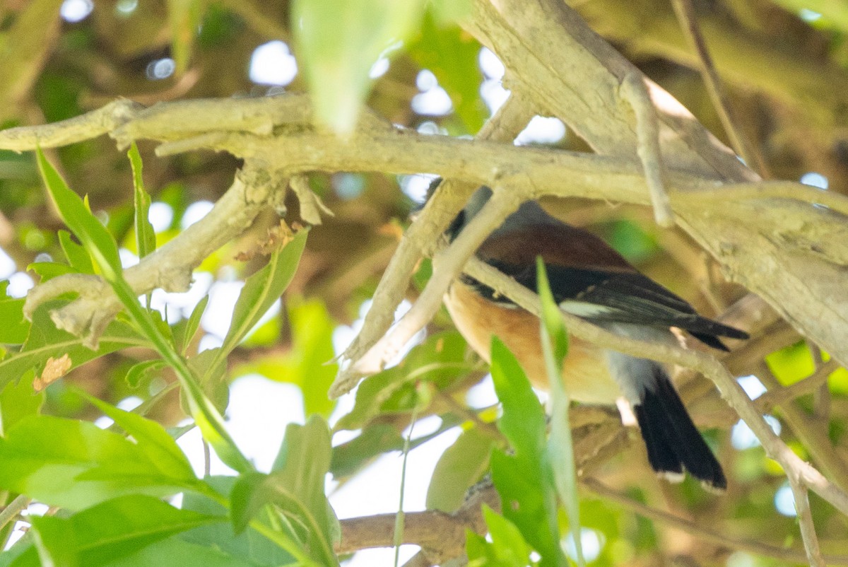 Bay-backed Shrike - ML646293524