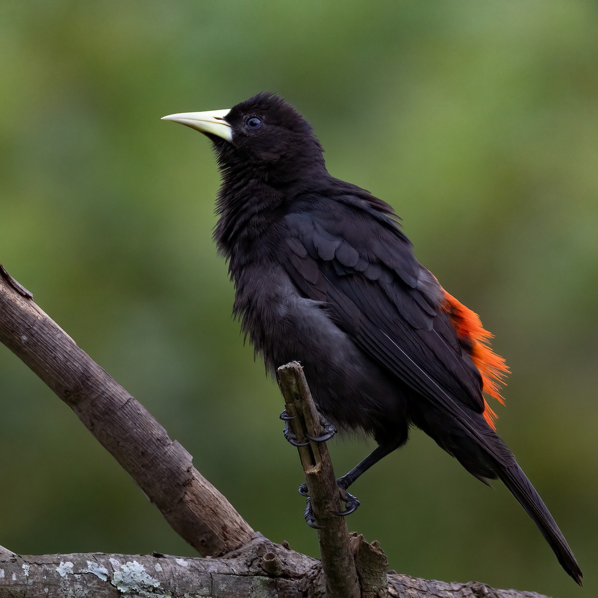 Red-rumped Cacique - ML646293529