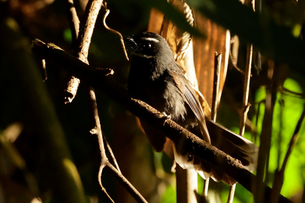 White-throated Fantail - ML646293530
