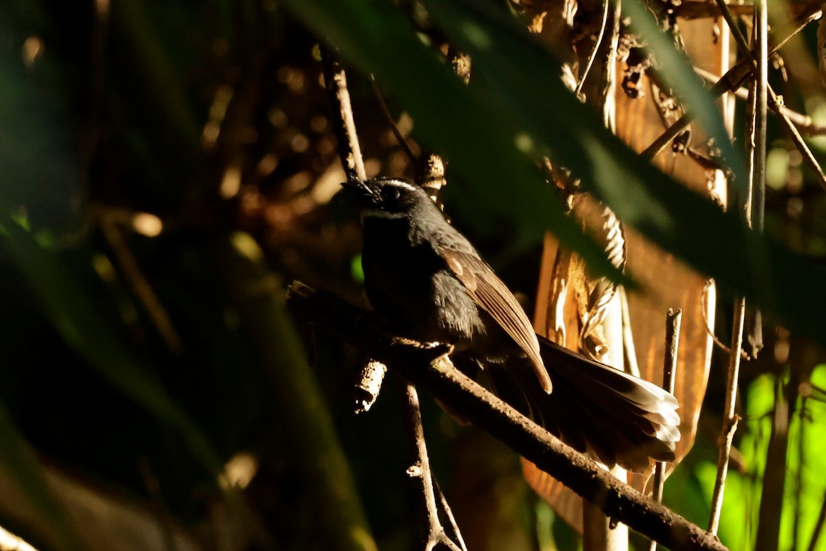 White-throated Fantail - ML646293531