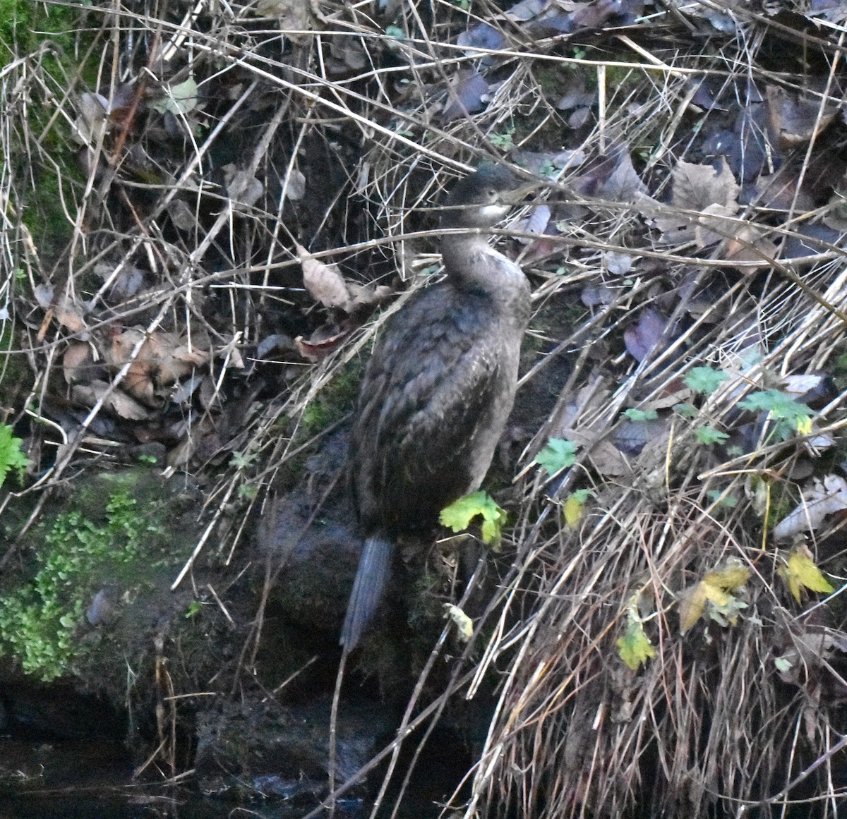 European Shag - ML646293536