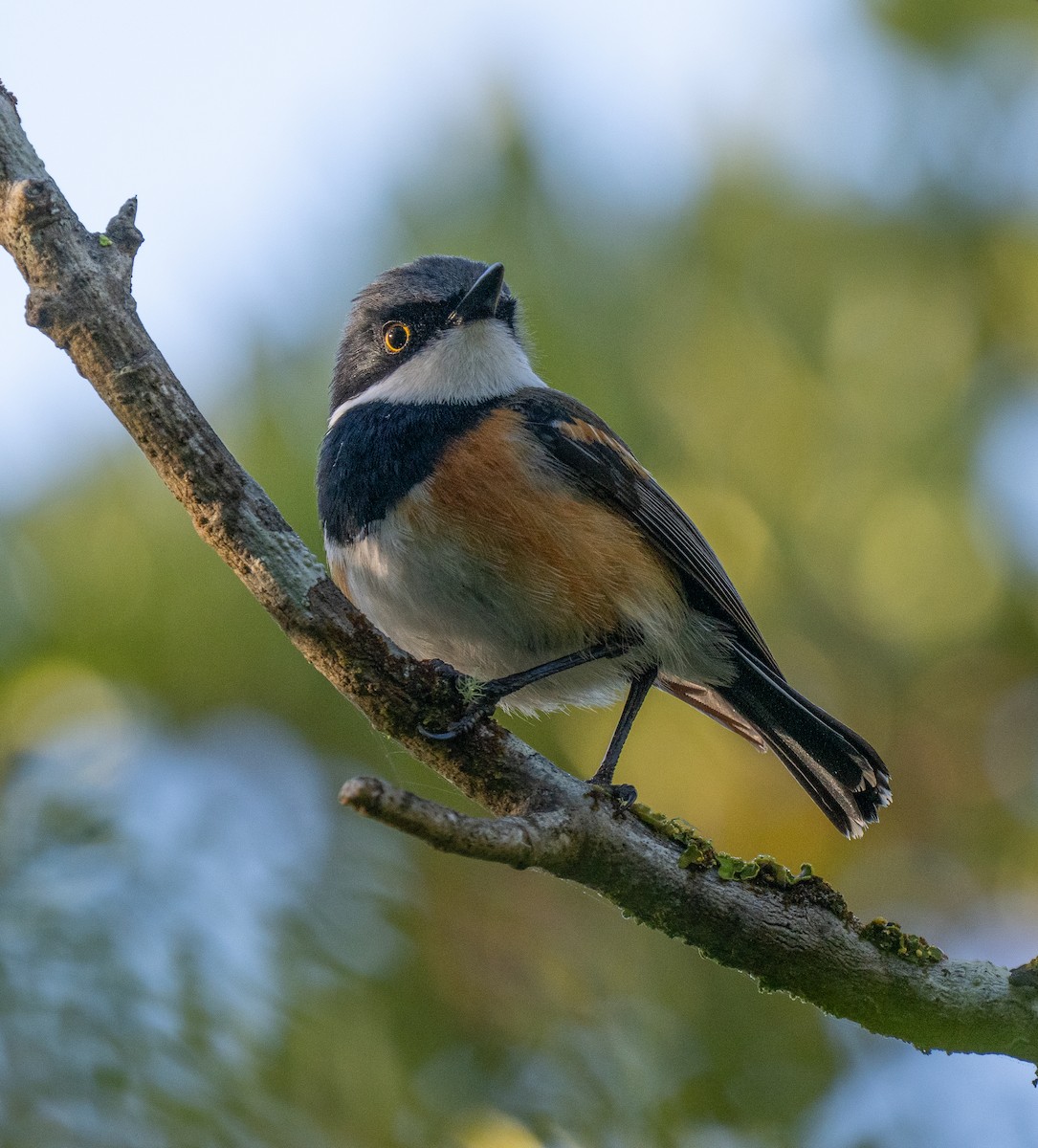 Cape Batis - ML646293537