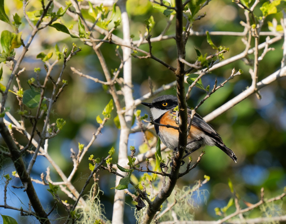 Cape Batis - ML646293538