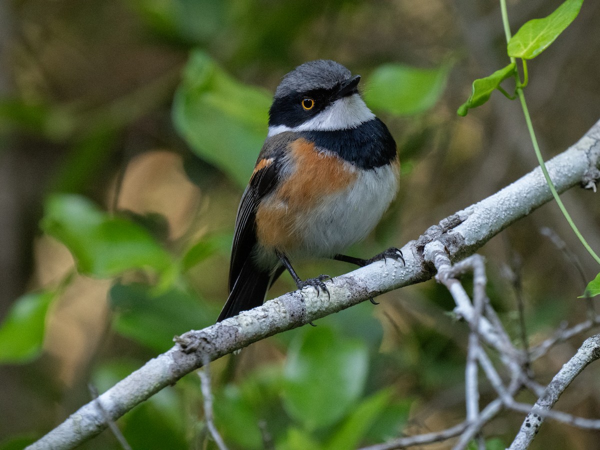 Cape Batis - ML646293539