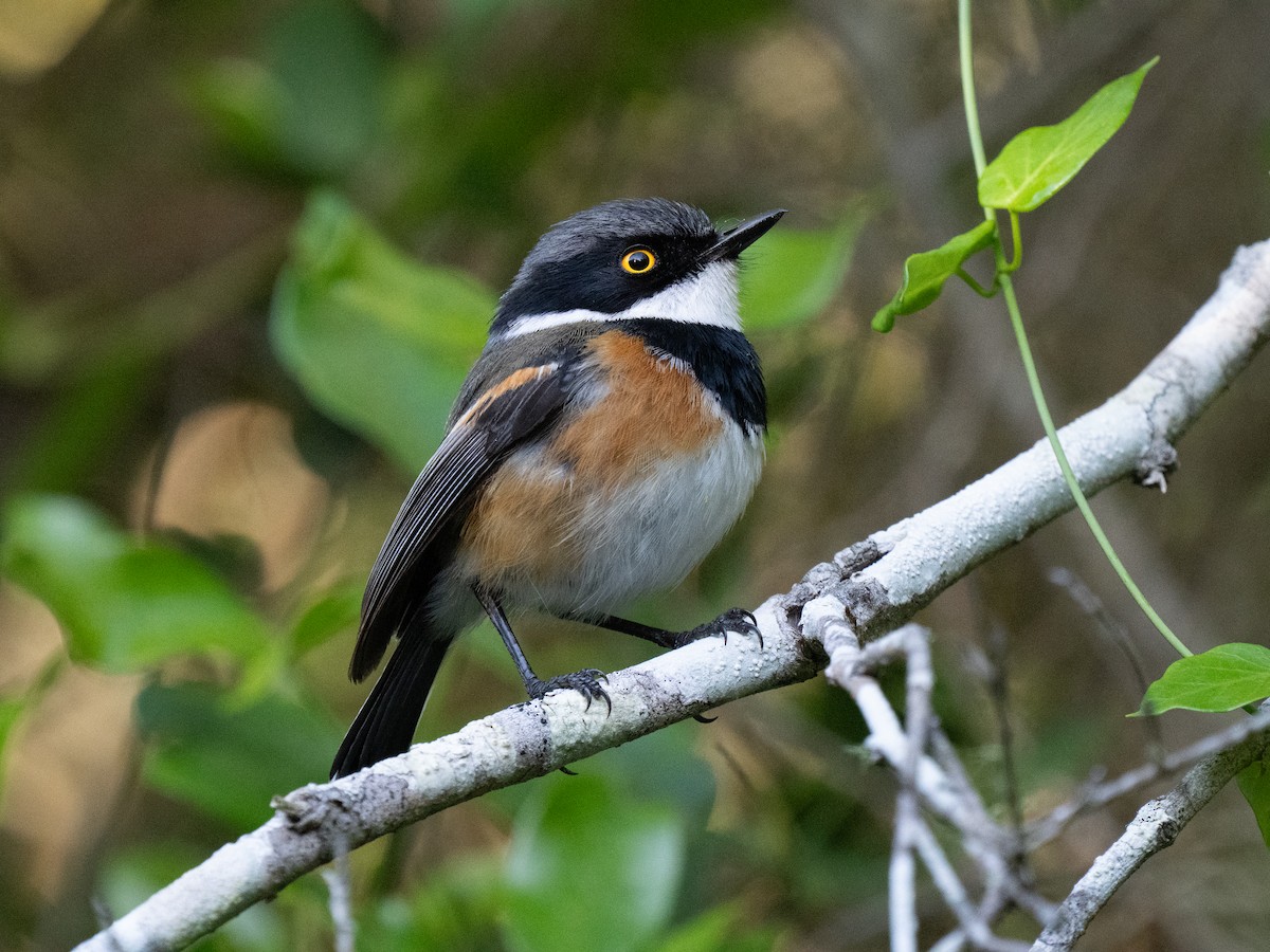 Cape Batis - ML646293540