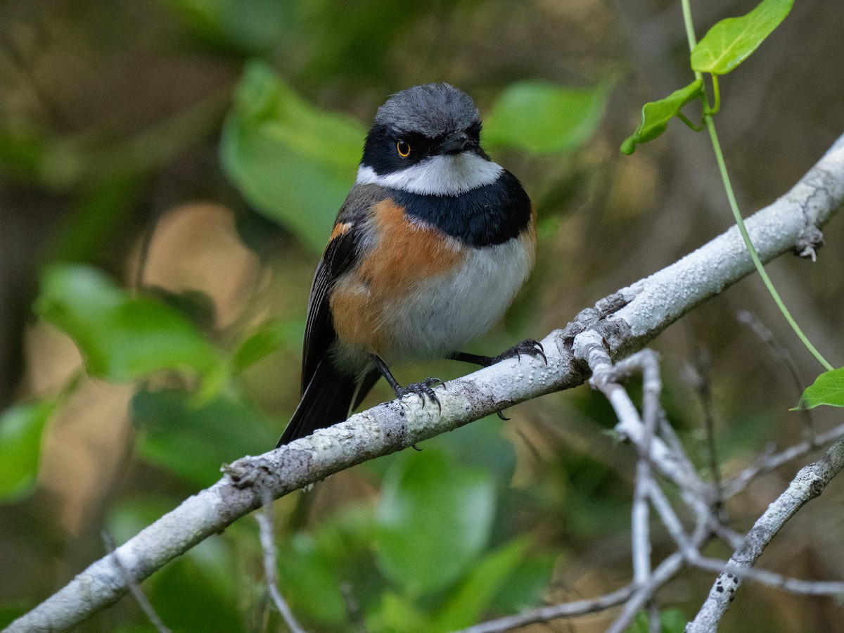 Cape Batis - ML646293541