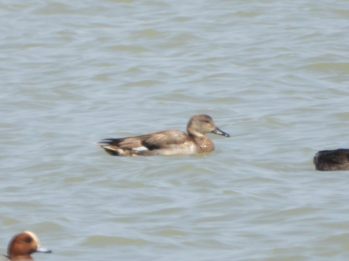 kopřivka obecná - ML646293542