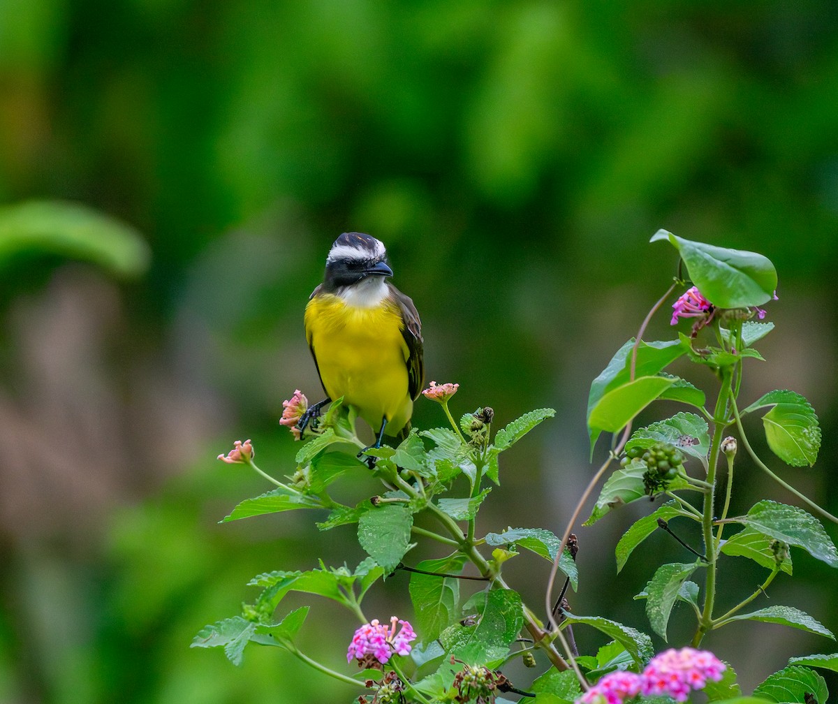 Rusty-margined Flycatcher - ML646293554