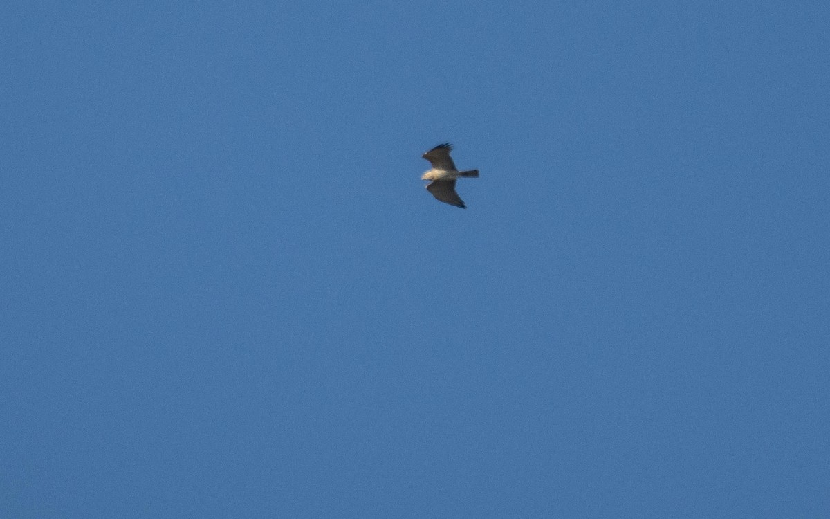 Змієїд блакитноногий - ML646293555