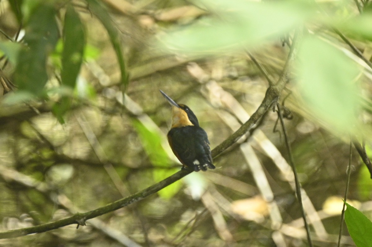 bronseisfugl - ML646293557