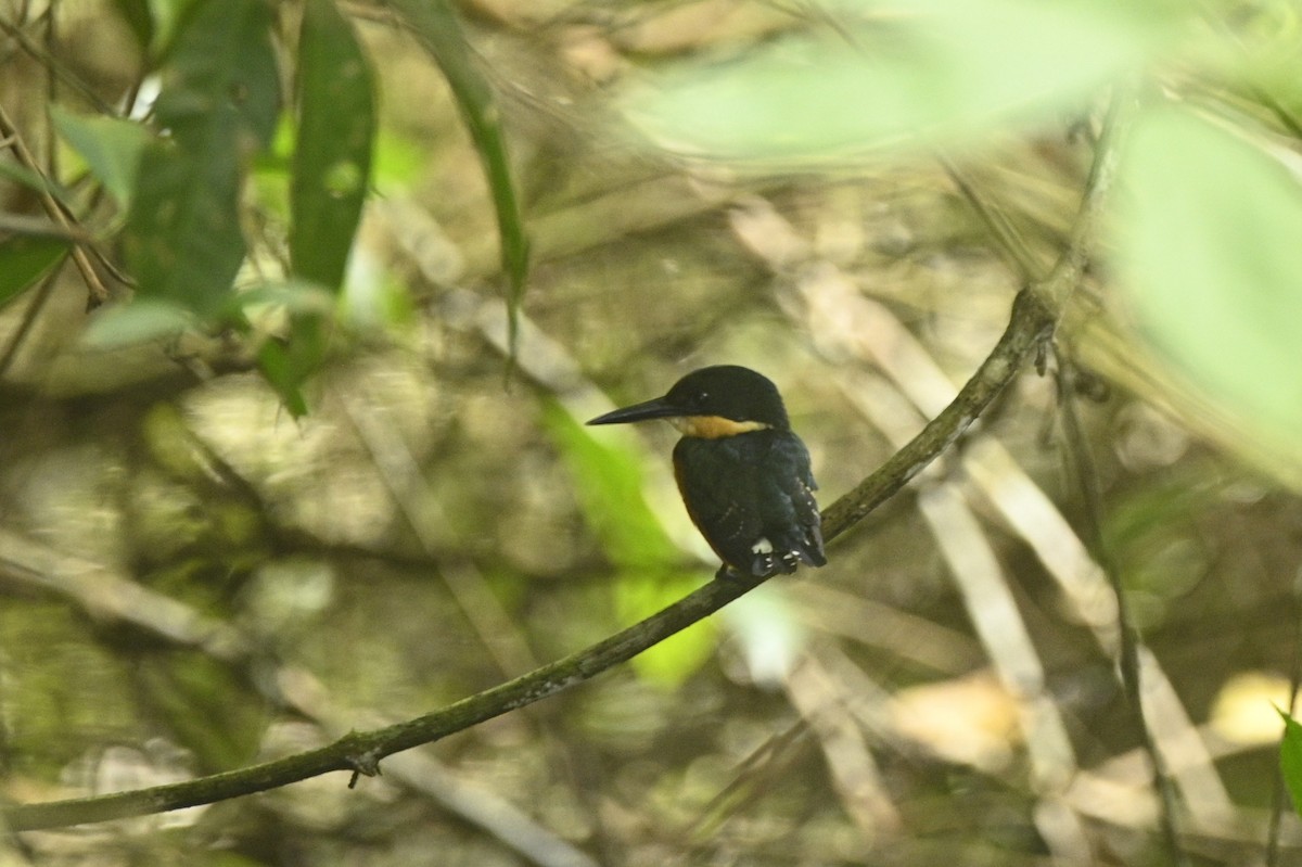 bronseisfugl - ML646293558