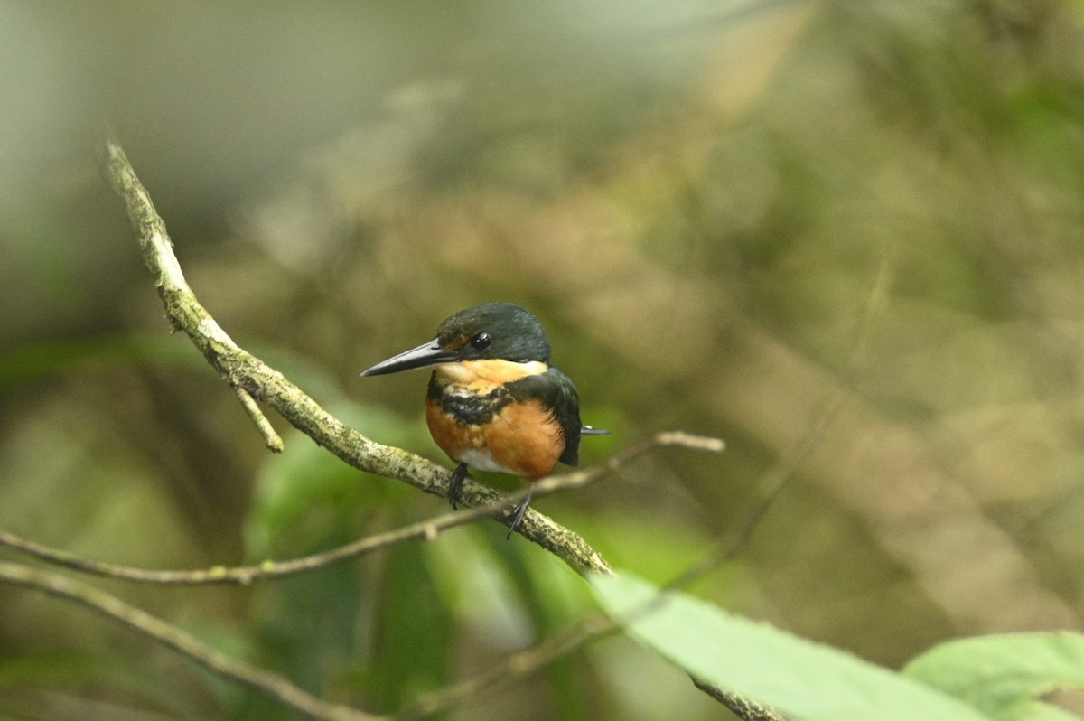 bronseisfugl - ML646293559