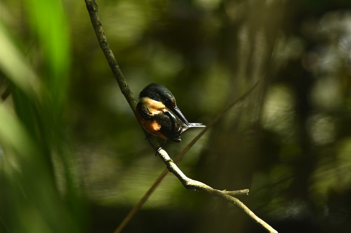 bronseisfugl - ML646293560