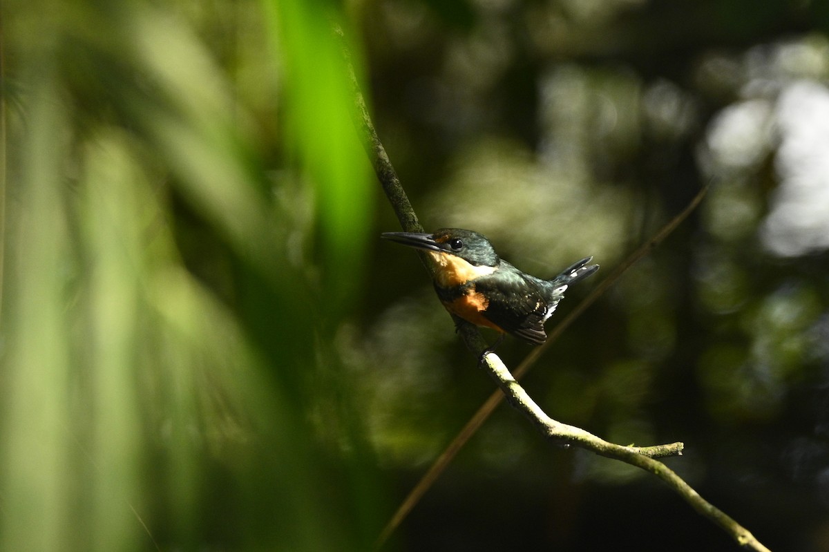 bronseisfugl - ML646293561