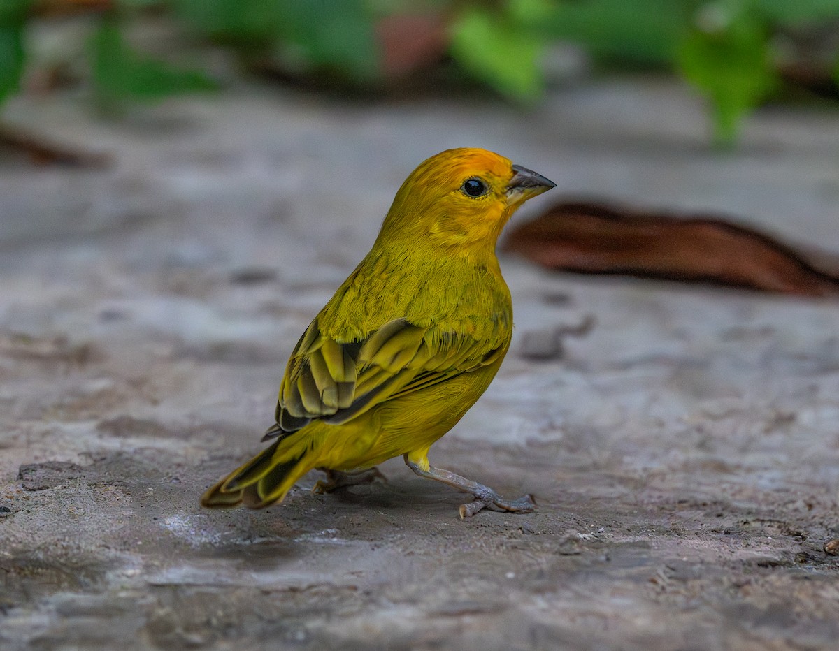 Saffron Finch - ML646293567