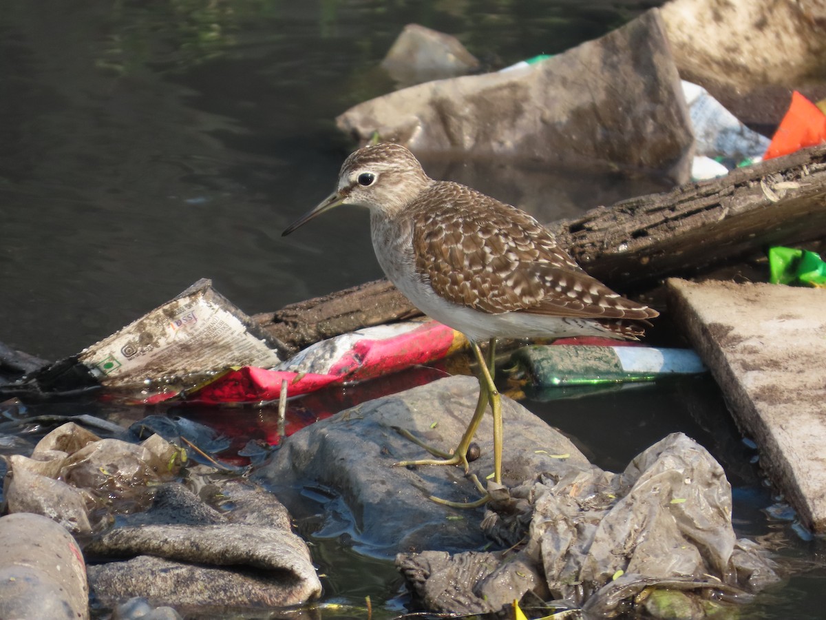 vodouš bahenní - ML646293573