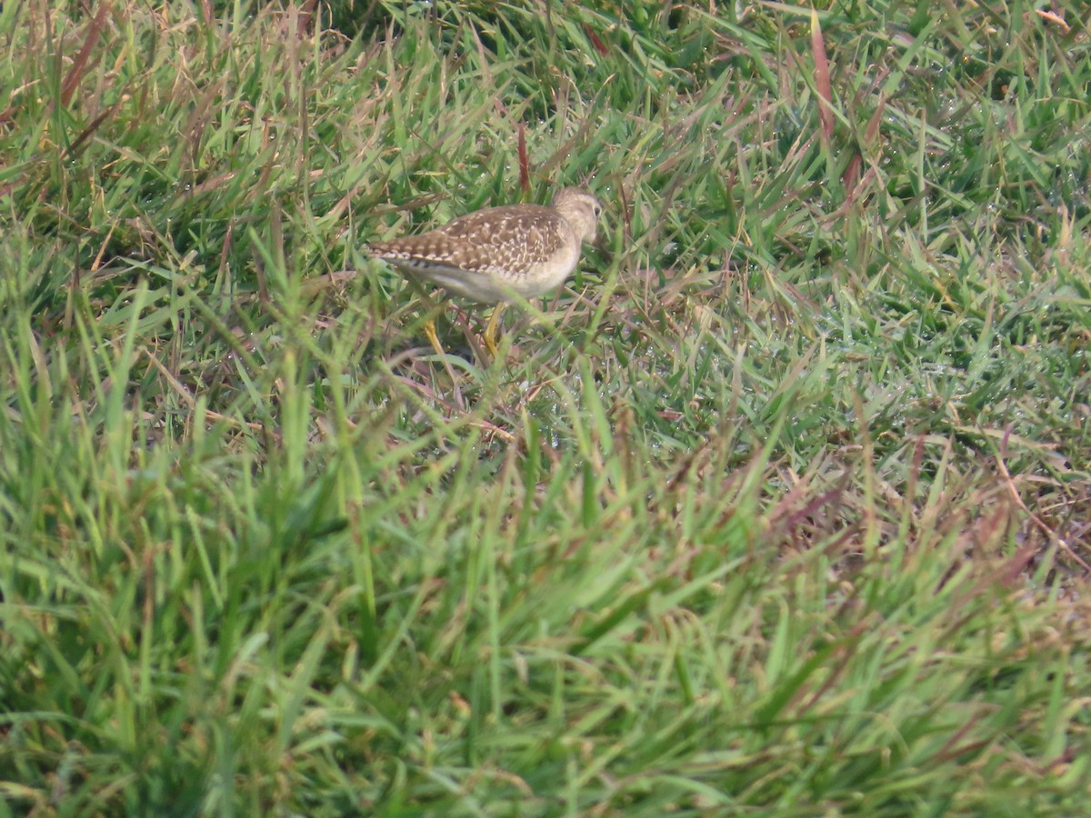 vodouš bahenní - ML646293574