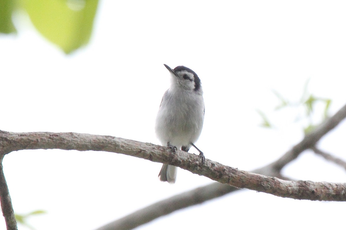 White-browed Gnatcatcher - ML646293575