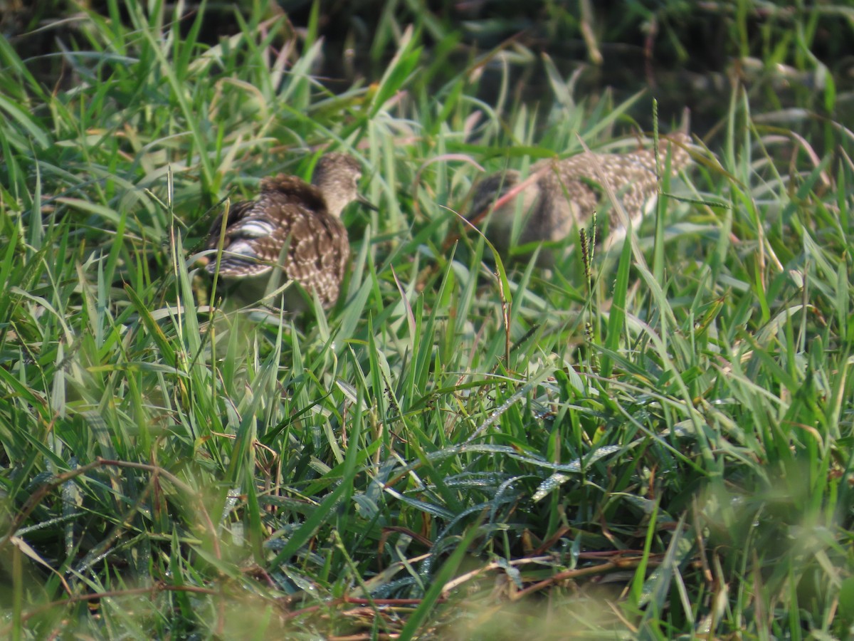 vodouš bahenní - ML646293578