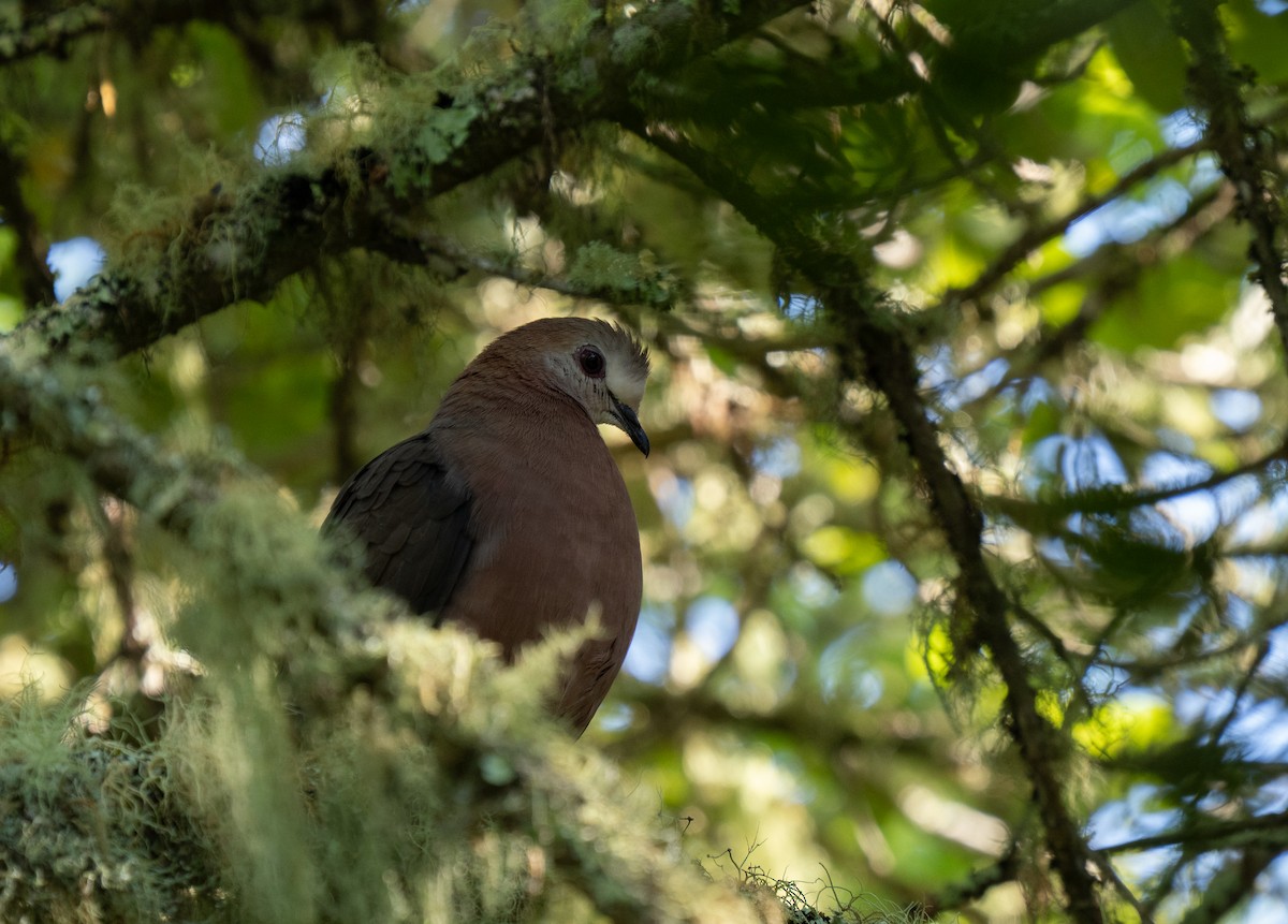 Lemon Dove - ML646293586