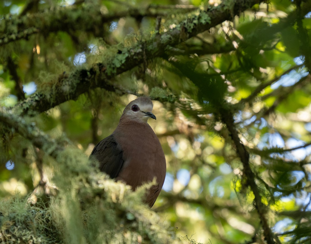 Lemon Dove - ML646293587