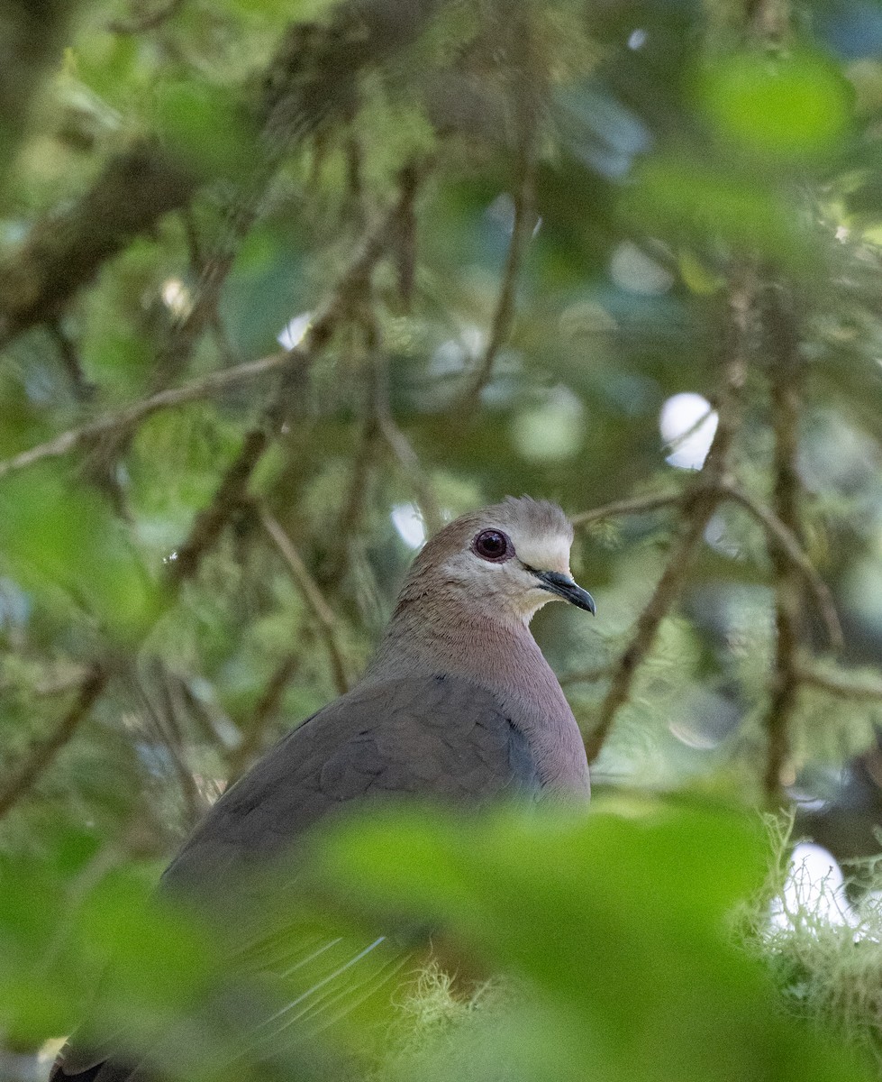 Lemon Dove - ML646293588