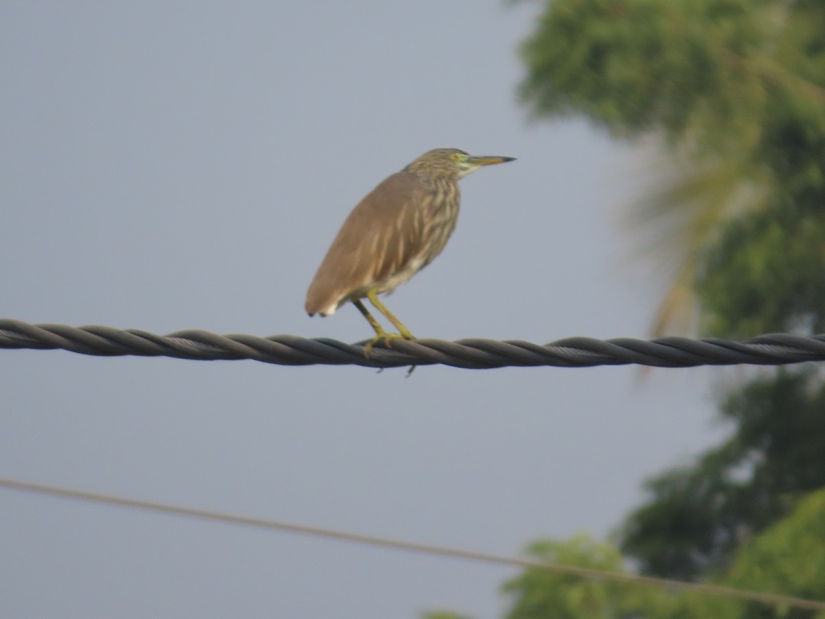 Indian Pond-Heron - ML646293589