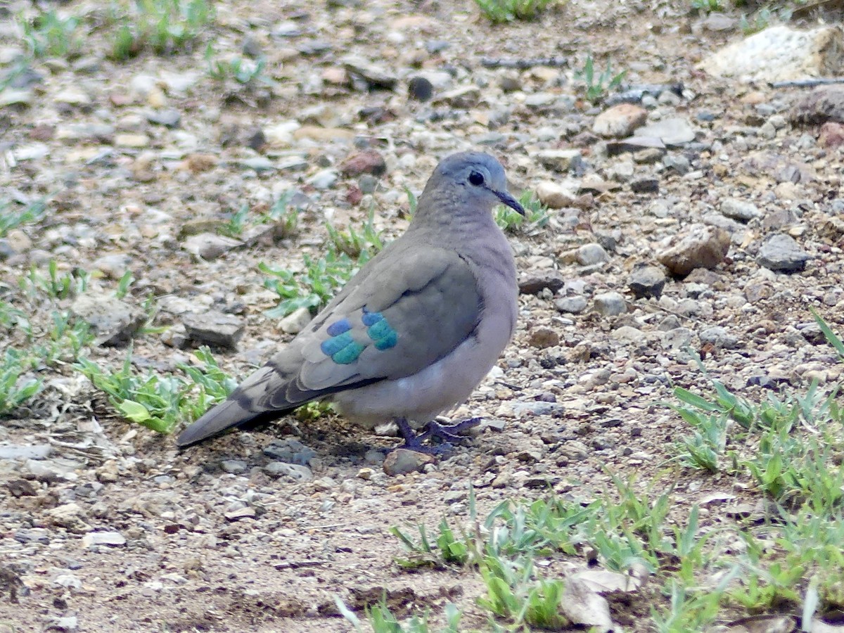 Palomita Aliverde - ML646293593