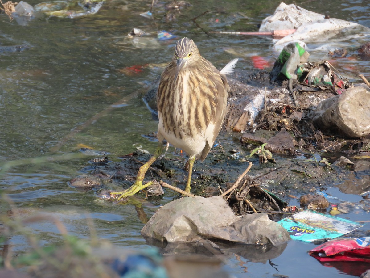 Indian Pond-Heron - ML646293596