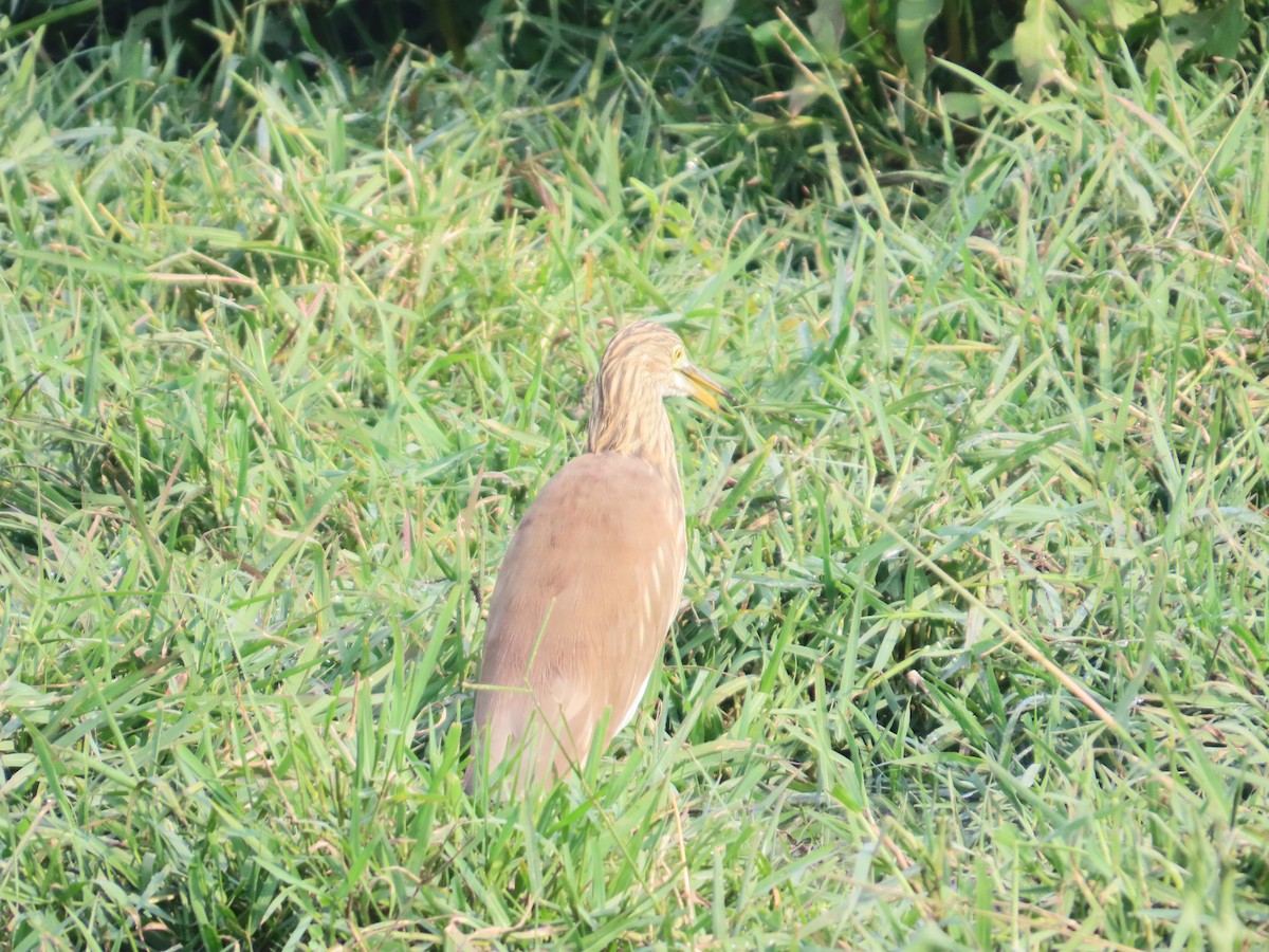 Indian Pond-Heron - ML646293598