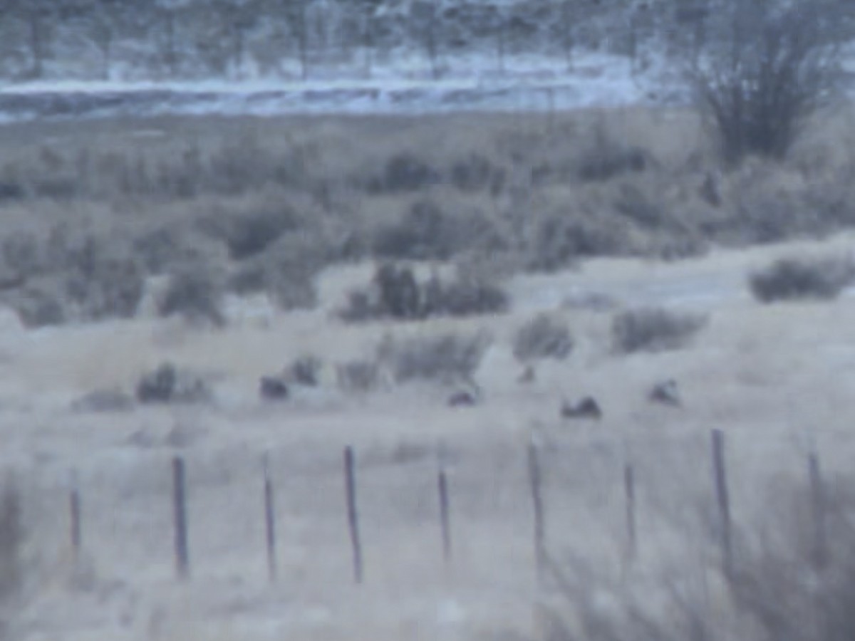 Gunnison Sage-Grouse - ML646293610