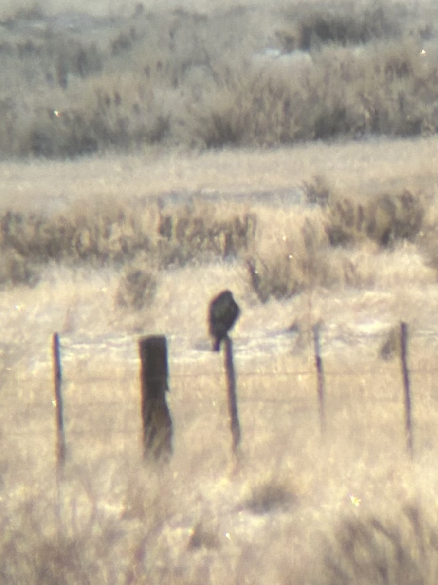 毛足鵟 - ML646293612