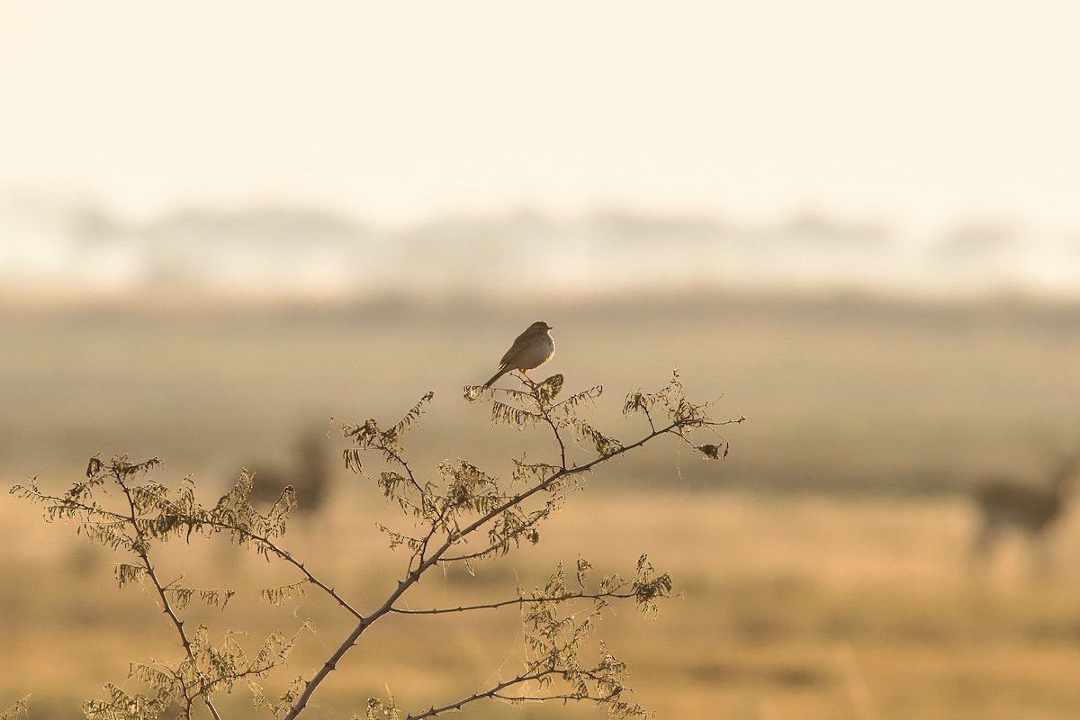 Rotscheitel-Zistensänger - ML646293614