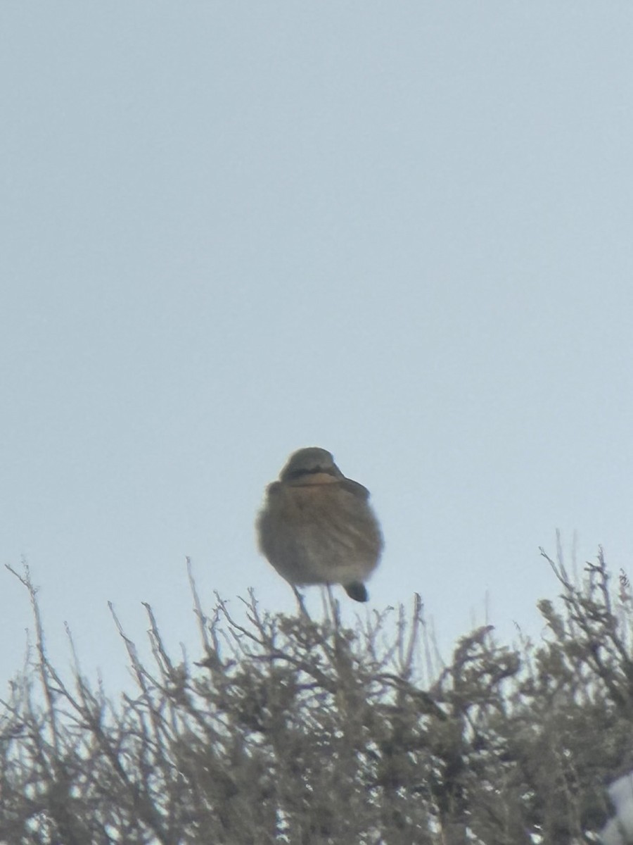 Mountain Bluebird - ML646293617