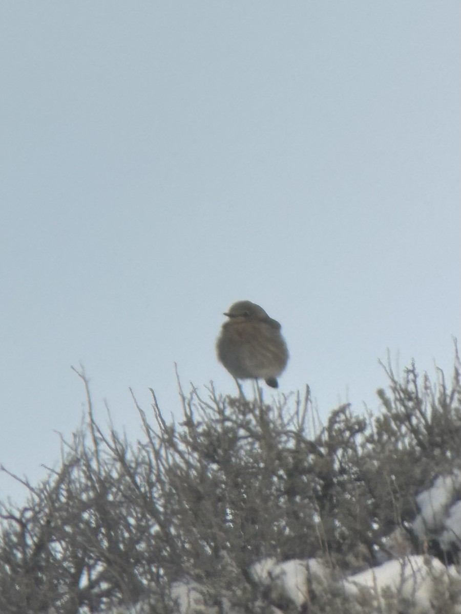 Mountain Bluebird - ML646293618